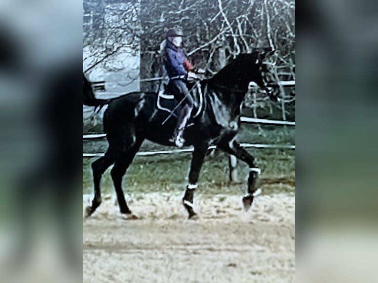 Caballo de deporte alemán Caballo castrado 5 años 174 cm Negro in Horb am Neckar