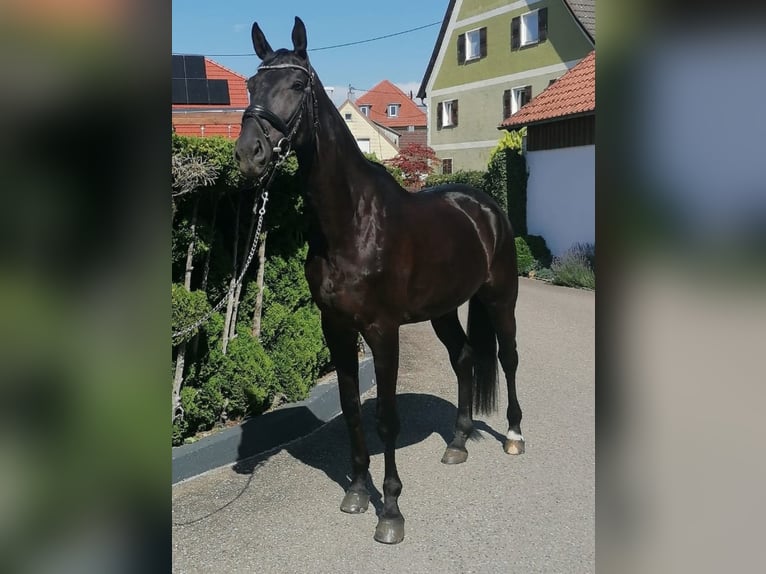 Caballo de deporte alemán Caballo castrado 5 años 174 cm Negro in Horb am Neckar