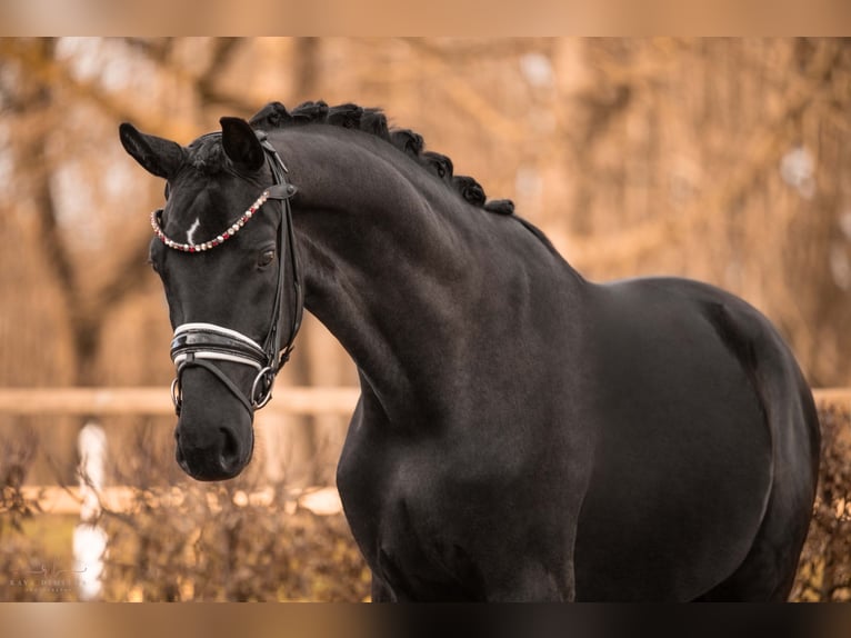 Caballo de deporte alemán Caballo castrado 5 años 174 cm Negro in Wehringen