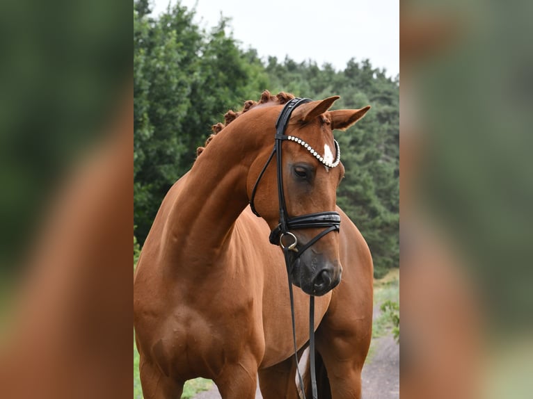 Caballo de deporte alemán Caballo castrado 5 años 175 cm Alazán in Kamern