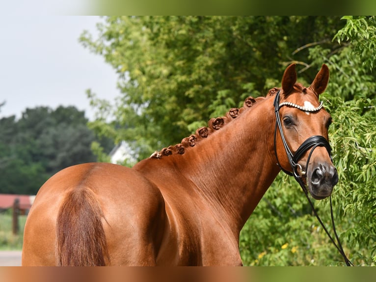 Caballo de deporte alemán Caballo castrado 5 años 175 cm Alazán in Kamern