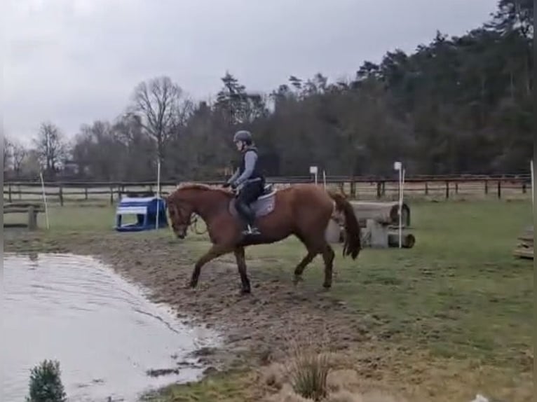 Caballo de deporte alemán Caballo castrado 5 años 175 cm Alazán in Bad Wilsnack