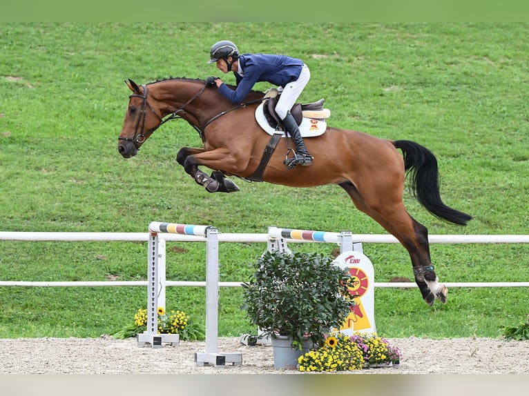 Caballo de deporte alemán Caballo castrado 5 años 175 cm Castaño in Gomadingen