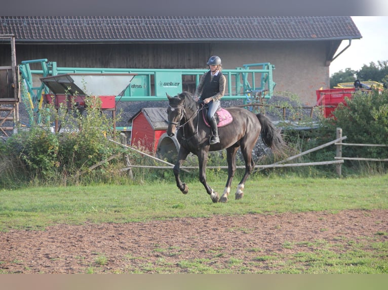 Caballo de deporte alemán Caballo castrado 5 años 175 cm Castaño oscuro in Buchen Waldhausen