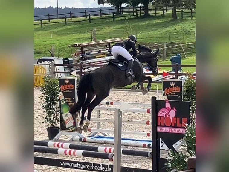 Caballo de deporte alemán Caballo castrado 5 años 175 cm Castaño oscuro in Buchen Waldhausen