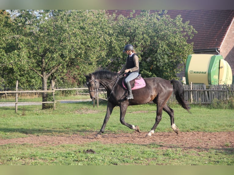 Caballo de deporte alemán Caballo castrado 5 años 175 cm Castaño oscuro in Buchen Waldhausen