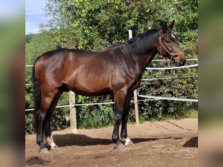 Caballo de deporte alemán Caballo castrado 5 años 175 cm Castaño oscuro in Malschwitz