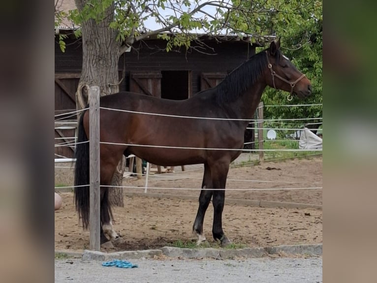 Caballo de deporte alemán Caballo castrado 5 años 175 cm Castaño oscuro in Malschwitz