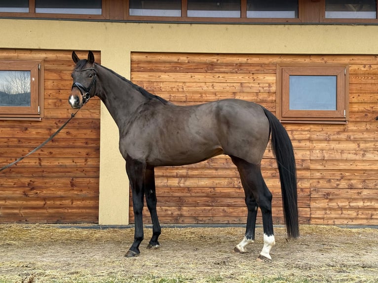 Caballo de deporte alemán Caballo castrado 5 años 175 cm Castaño oscuro in Pezinok