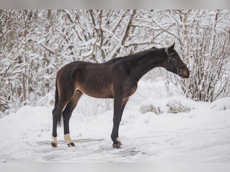 Caballo de deporte alemán Caballo castrado 5 años 175 cm Castaño oscuro in Geroldsgrün