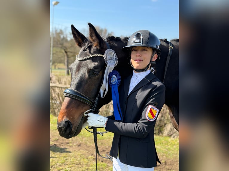 Caballo de deporte alemán Caballo castrado 5 años 175 cm Morcillo in Allensbach