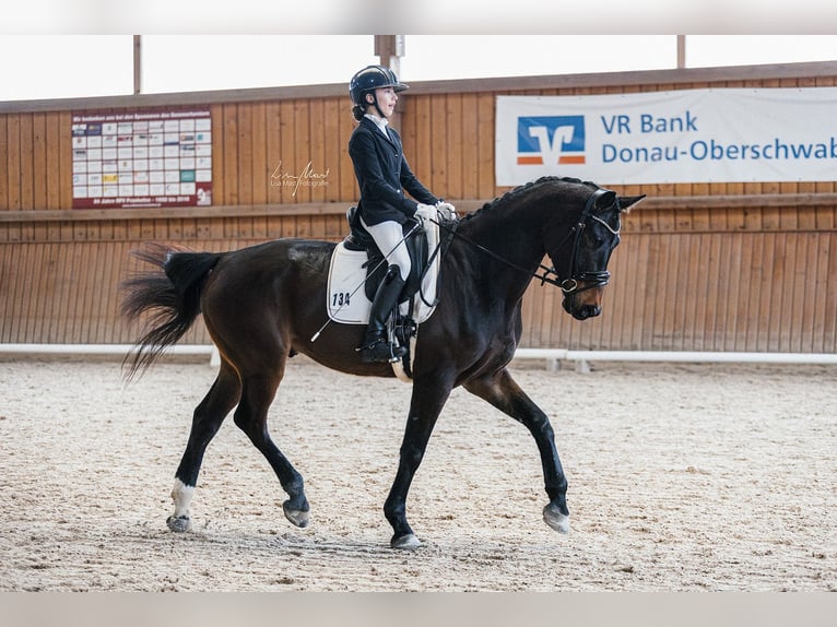 Caballo de deporte alemán Caballo castrado 5 años 175 cm Morcillo in Allensbach