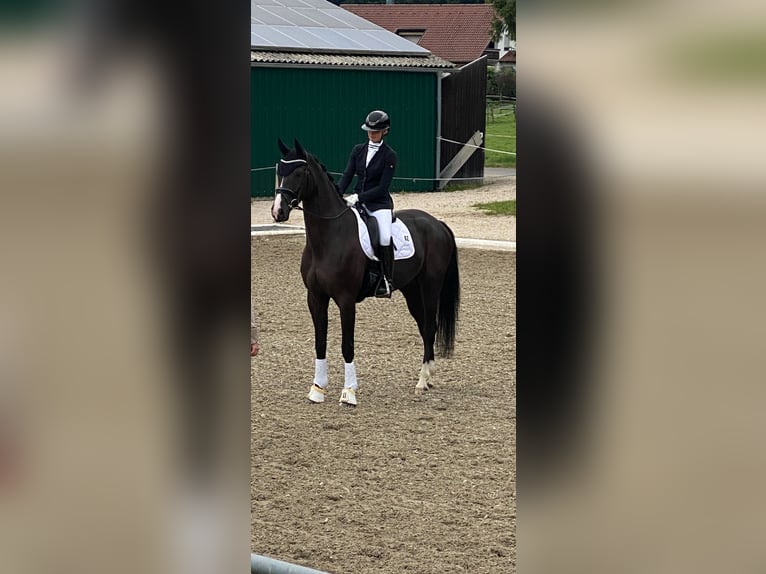 Caballo de deporte alemán Caballo castrado 5 años 175 cm Negro in Ostrach