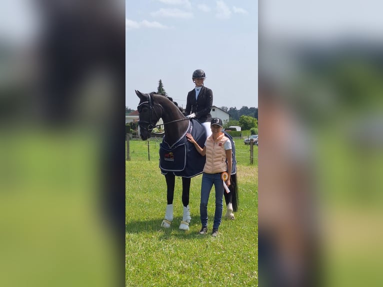 Caballo de deporte alemán Caballo castrado 5 años 175 cm Negro in Ostrach