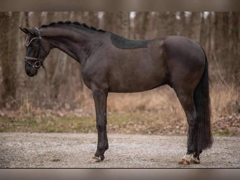 Caballo de deporte alemán Caballo castrado 5 años 175 cm Negro in Wehringen