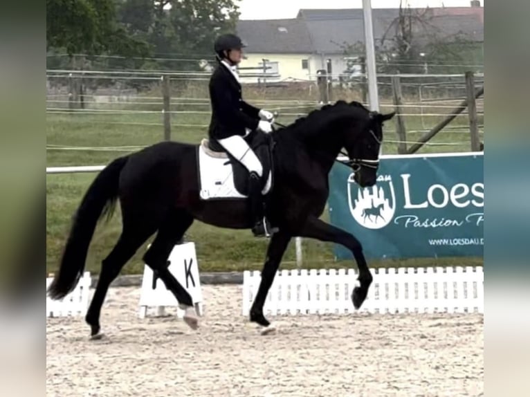Caballo de deporte alemán Caballo castrado 5 años 175 cm Negro in Wehringen