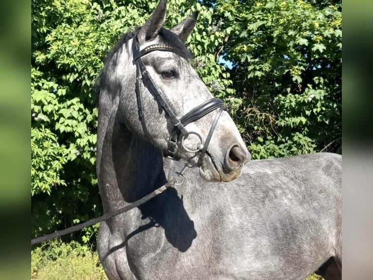 Caballo de deporte alemán Caballo castrado 5 años 175 cm Tordo in Bischofsheim