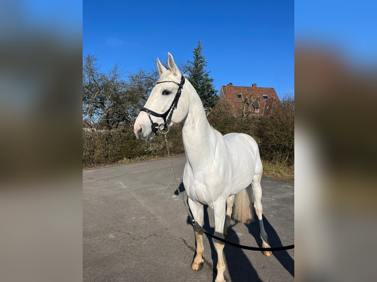 Caballo de deporte alemán Caballo castrado 5 años 175 cm Tordo in Pirmasens