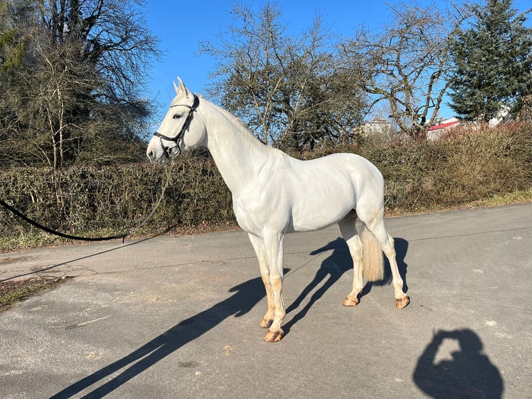 Caballo de deporte alemán Caballo castrado 5 años 175 cm Tordo in Pirmasens