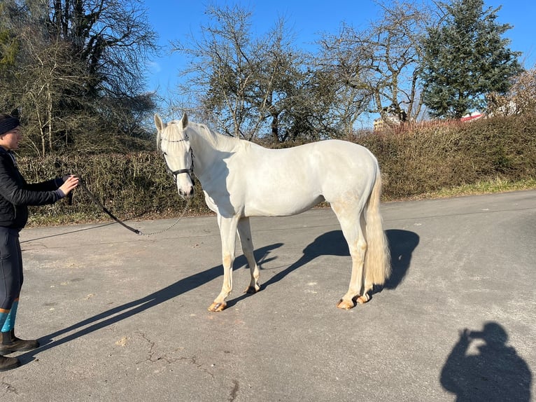 Caballo de deporte alemán Caballo castrado 5 años 175 cm Tordo in Pirmasens