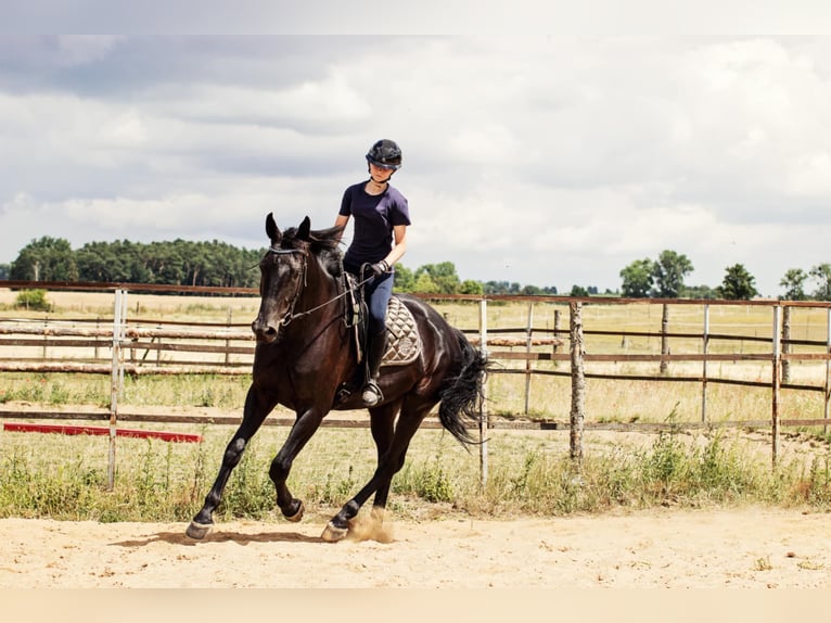 Caballo de deporte alemán Caballo castrado 5 años 176 cm Negro in Swochowo