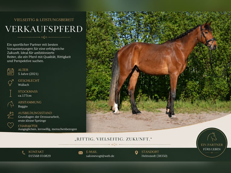 Caballo de deporte alemán Caballo castrado 5 años 177 cm Castaño in Helmstedt