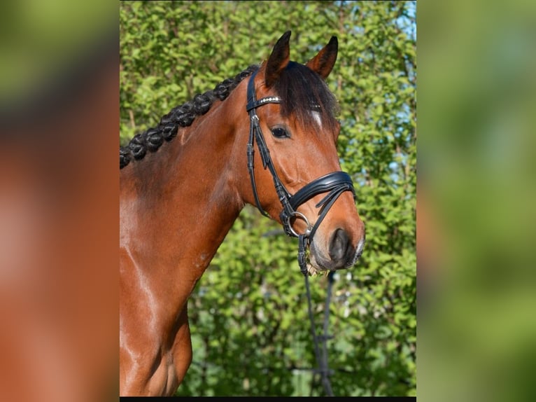 Caballo de deporte alemán Caballo castrado 5 años 177 cm Castaño in Helmstedt