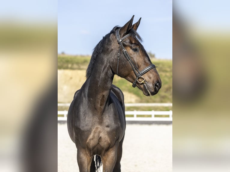 Caballo de deporte alemán Caballo castrado 5 años 177 cm Castaño oscuro in Żarów