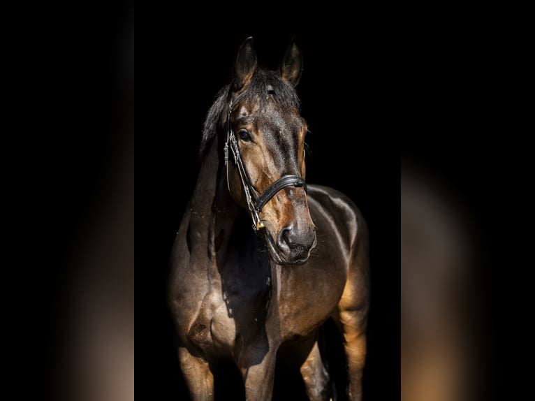 Caballo de deporte alemán Caballo castrado 5 años 177 cm Castaño oscuro in Żarów