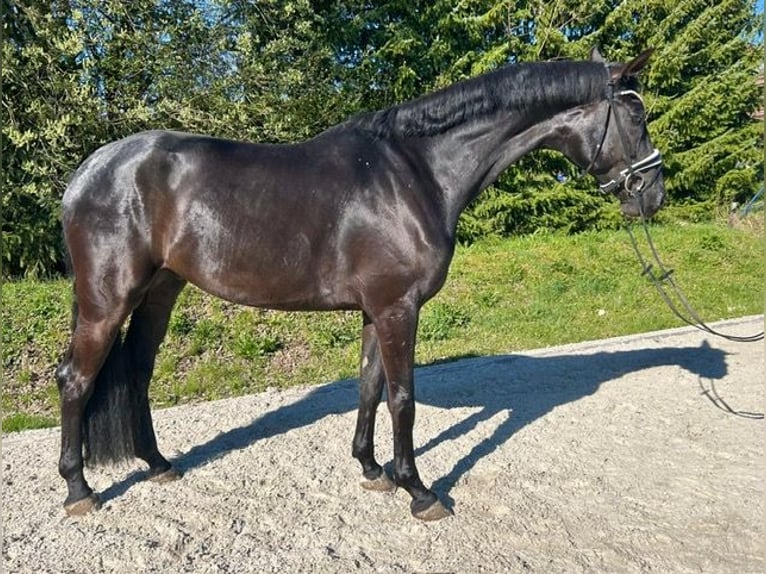 Caballo de deporte alemán Caballo castrado 5 años 177 cm Negro in Drackenstein