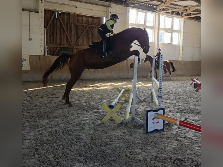 Caballo de deporte alemán Caballo castrado 5 años 178 cm Alazán in Bülstringen