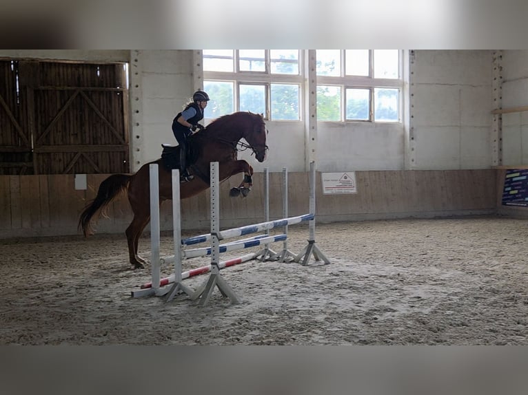 Caballo de deporte alemán Caballo castrado 5 años 178 cm Alazán in Bülstringen