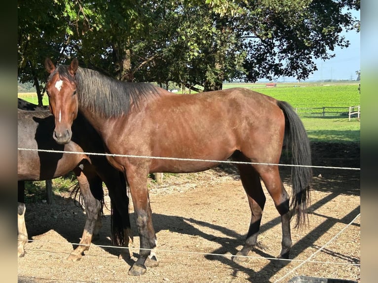 Caballo de deporte alemán Caballo castrado 5 años 178 cm Castaño in Pliening