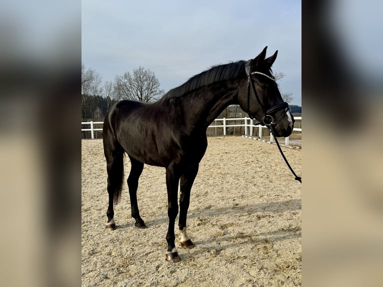 Caballo de deporte alemán Caballo castrado 5 años 178 cm Negro in Kirchenthumbach