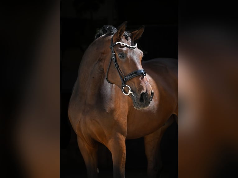 Caballo de deporte alemán Caballo castrado 5 años 180 cm Castaño oscuro in Tauberrettersheim