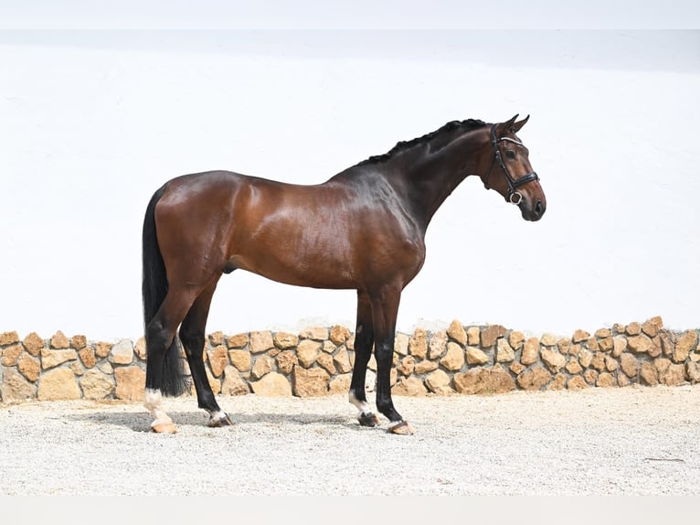 Caballo de deporte alemán Caballo castrado 5 años 180 cm Castaño oscuro in Tauberrettersheim