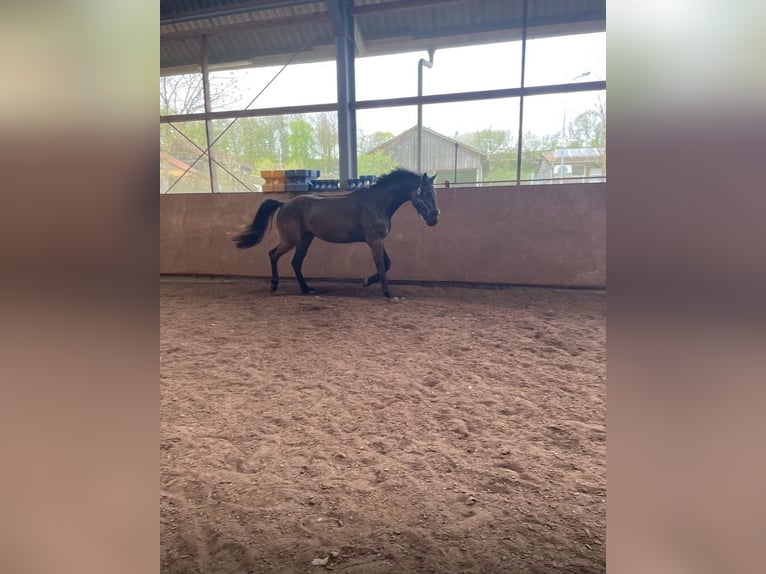 Caballo de deporte alemán Caballo castrado 5 años 180 cm Castaño oscuro in Weihenzell