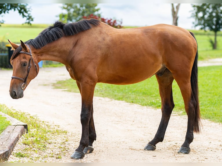 Caballo de deporte alemán Caballo castrado 5 años 181 cm Castaño in Lechbruck