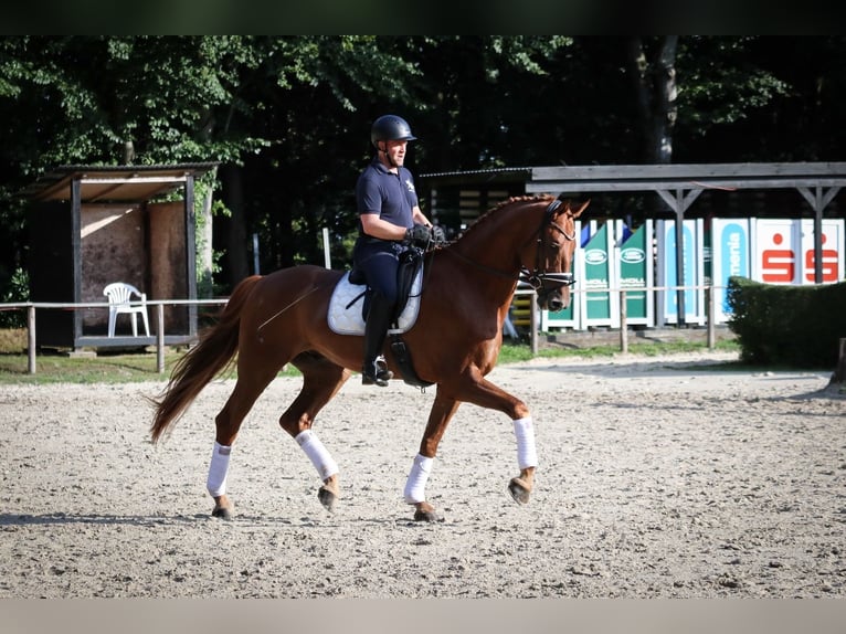 Caballo de deporte alemán Caballo castrado 5 años 182 cm Alazán in Wuppertal