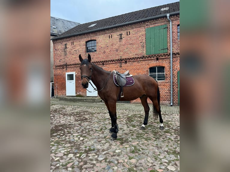 Caballo de deporte alemán Caballo castrado 5 años 186 cm Castaño in Gardelegen