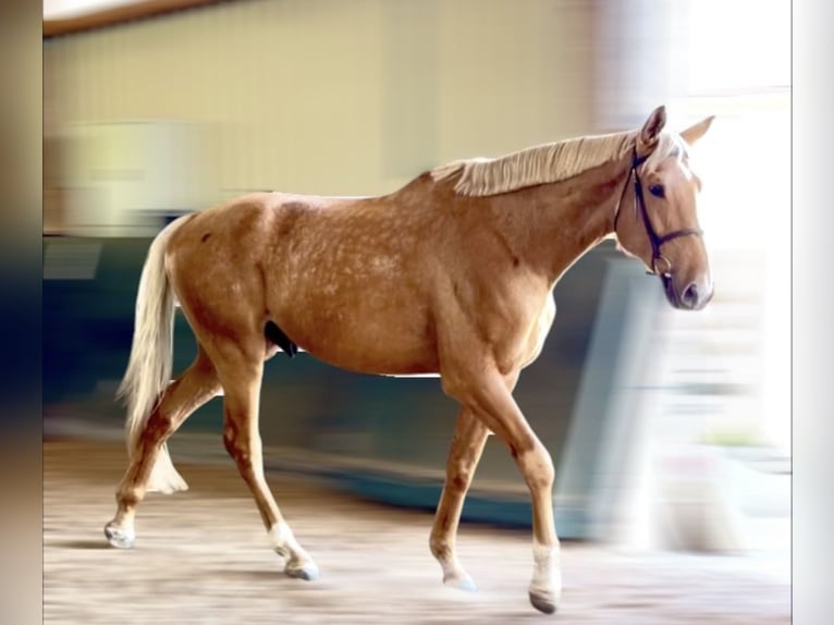 Caballo de deporte alemán Caballo castrado 5 años 190 cm Palomino in Illertissen
