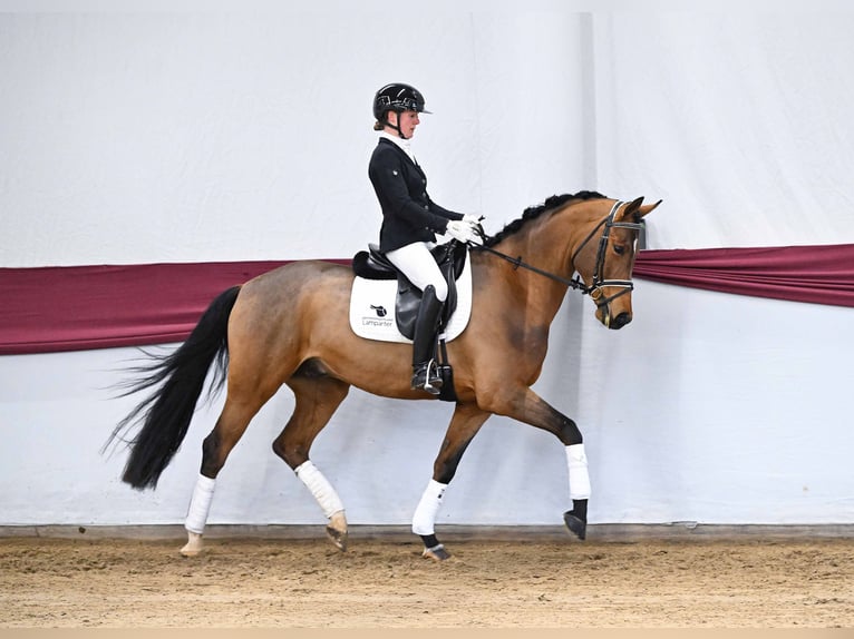Caballo de deporte alemán Caballo castrado 5 años Castaño in Gomadingen