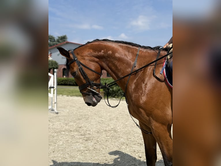 Caballo de deporte alemán Caballo castrado 5 años Castaño in Thuine