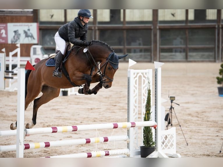 Caballo de deporte alemán Caballo castrado 5 años Castaño in Wächtersbach