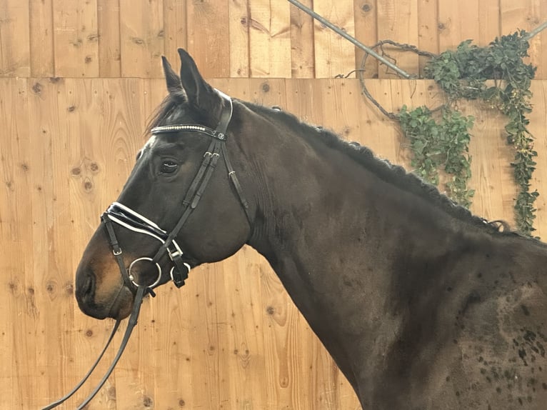 Caballo de deporte alemán Caballo castrado 5 años Castaño oscuro in Riedlingen