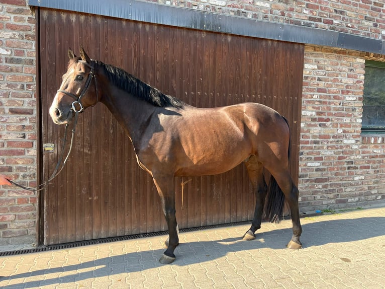 Caballo de deporte alemán Caballo castrado 5 años Castaño oscuro in Grevenbroich