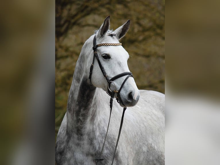 Caballo de deporte alemán Caballo castrado 5 años Tordo in Gomadingen