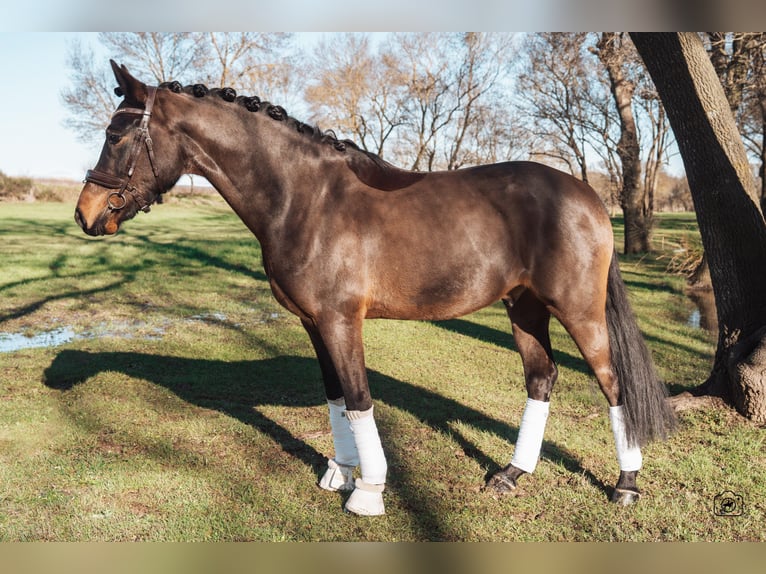 Caballo de deporte alemán Caballo castrado 6 años 149 cm Castaño in Hérault
