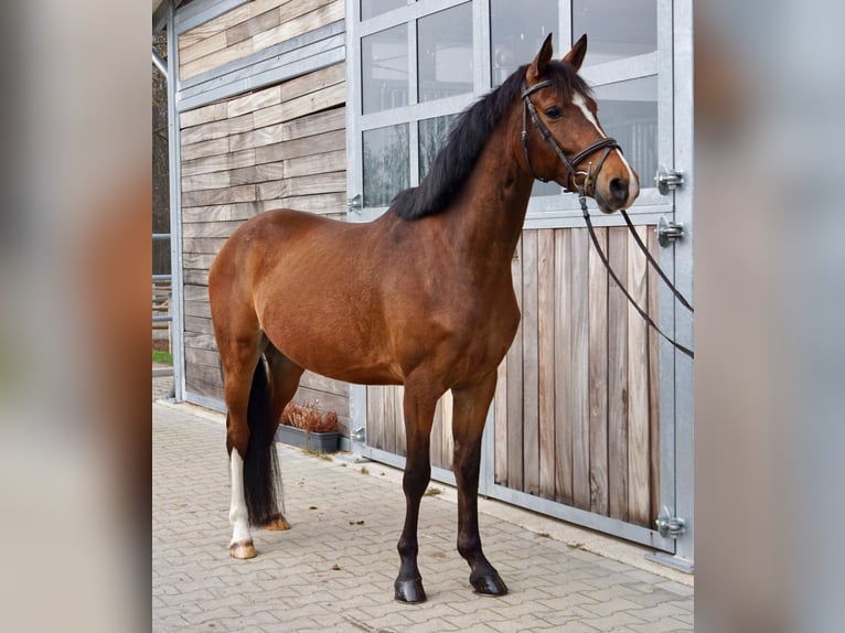 Caballo de deporte alemán Caballo castrado 6 años 153 cm Castaño in Leipzig