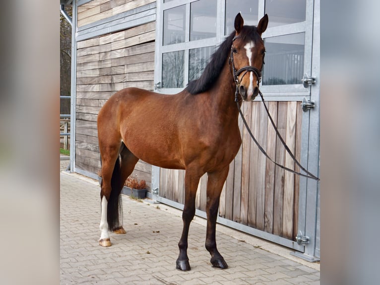 Caballo de deporte alemán Caballo castrado 6 años 153 cm Castaño in Leipzig